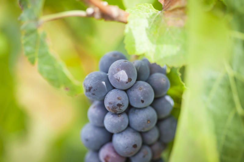 Paris-Côtes d'Azur Hautes-Côtes de Nuits Natural Winemaking