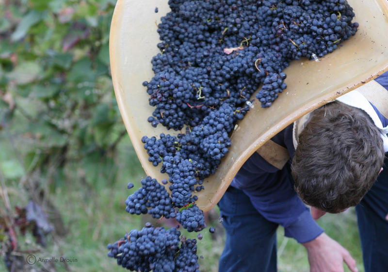 Les Vendanges sont terminées...