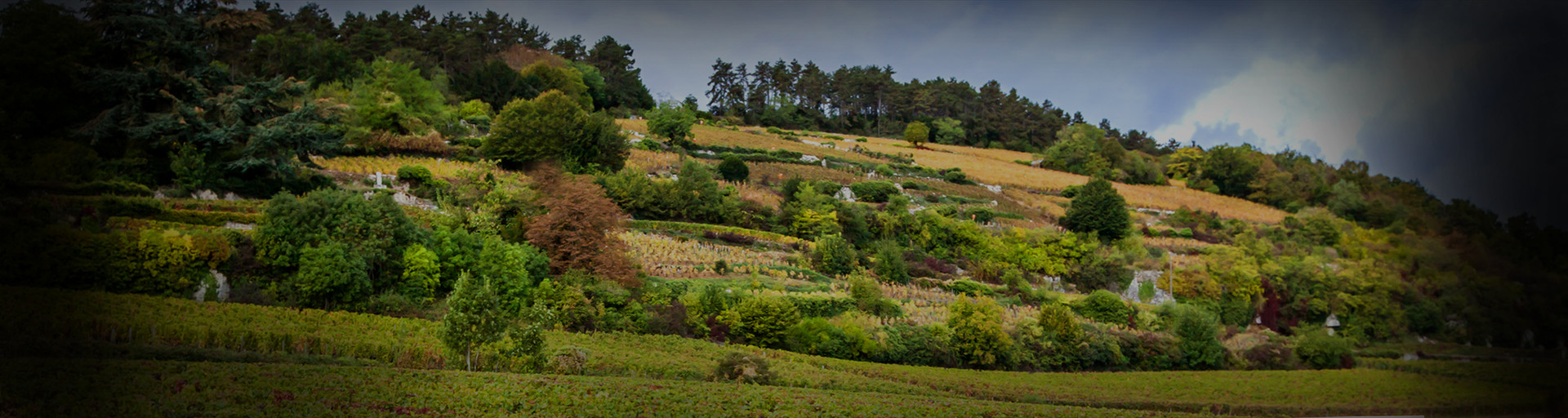 An exceptional terroir