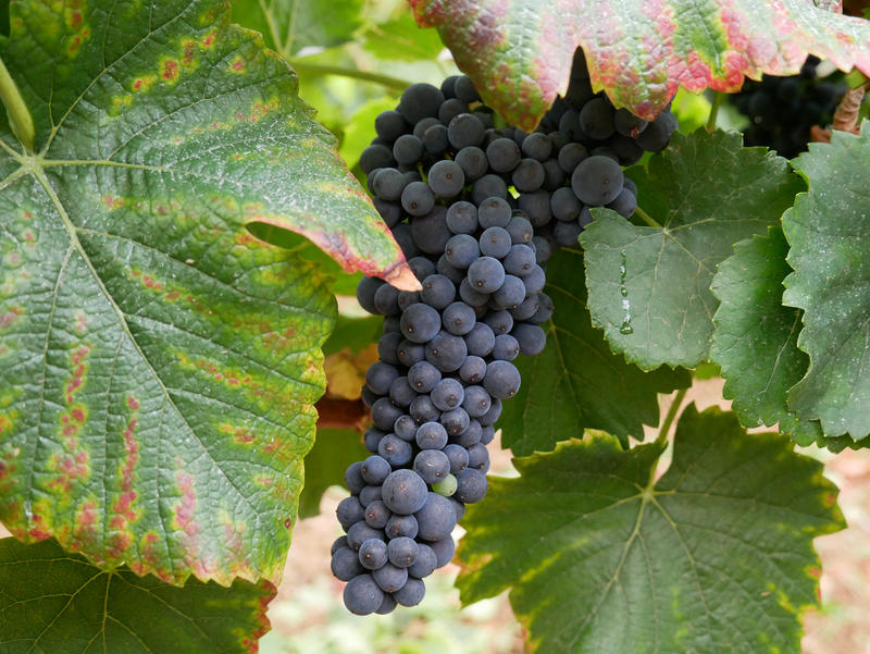 VENDANGES 2020